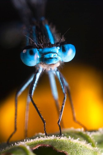 blue macro cute art nature colors beauty closeup bug insect eyes bright dragonfly ukraine best damselfly entomology arthropod macrophotography extensiontube coenagrionpuella macrobellows bukovina chernivtsi nikond80 olegserkiz серкизолег