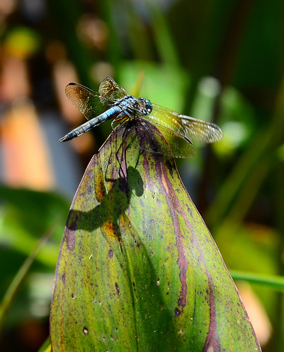 park shadow wild color nature leaves fauna bug insect leaf newjersey dragonfly wildlife wing nj jersey marsh bog fen holmdel holmdelpark