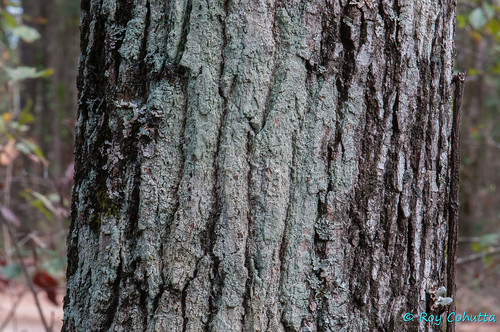 tree ecology forest georgia crust calhoun fluffy environment lichen dust dougherty dnr crustose southwestgeorgia chickasawhatchee lepararia lobificans