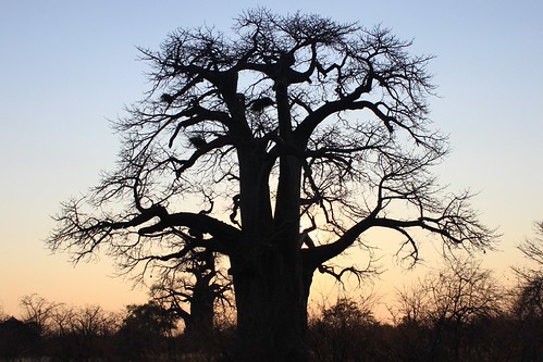 sunset botswana coucherdesoleil baobab nxaipan