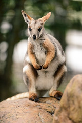 Wallaby Sitting on a Rock
