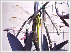 A chartreuse Dragonfly on Purple Heart, January 19 2014