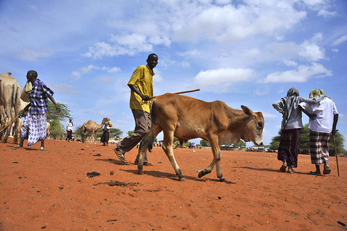 Livestock market in Wajir