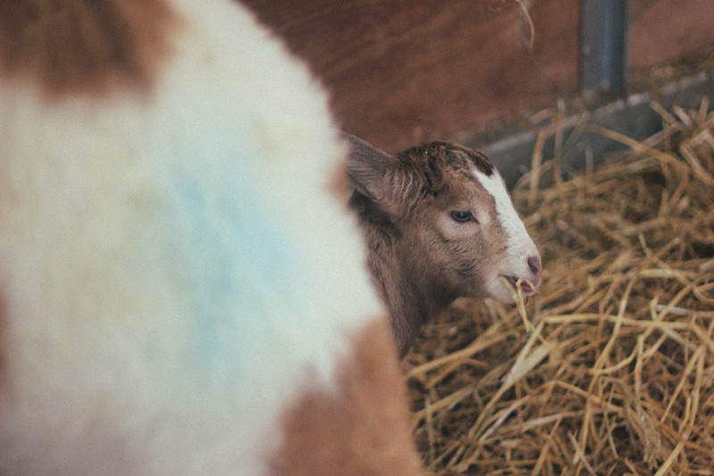 peekaboo baby goat