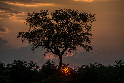 africa sunset sun tree landscapes landscape mopani southafrica southafricannationalparks southernafrica kruger krugernationalpark sanp sanparks safari