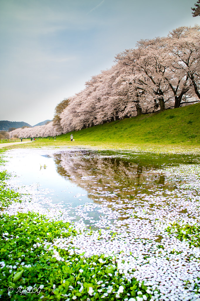 桜と水鏡