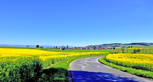 sottens vaud suisse paysages campagnes colza printemps