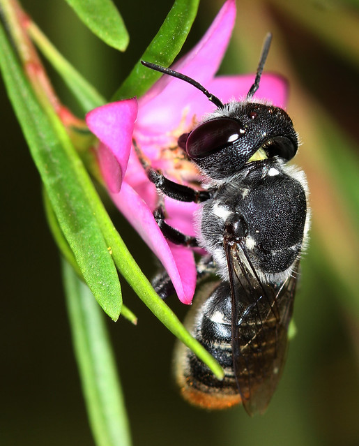 Eastern Australian Bees #50 - A Gallery On Flickr