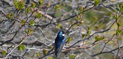 treeswallow