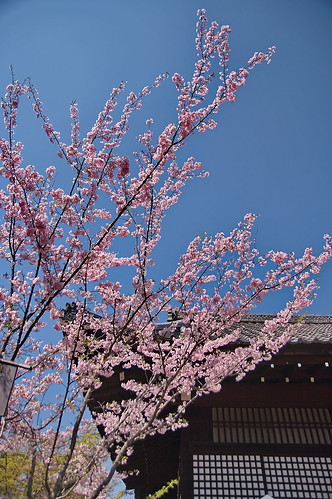 【写真】2013 桜 : 勧修寺/2021-02-03/IMGP9915