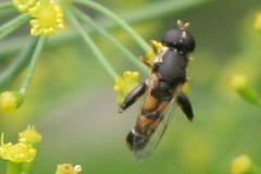 pollinator 027