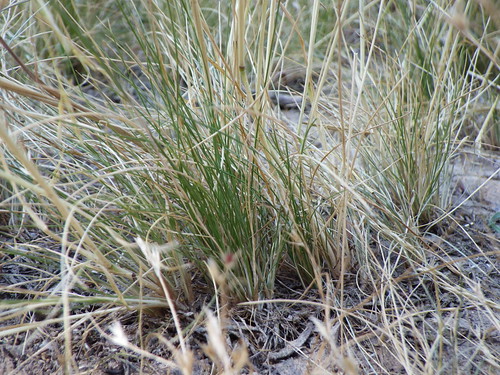 habit native nevada habitat poaceae perennial inflorescence bunchgrass jarbidge coolseason deschampsiaelongata slenderhairgrass aveneae