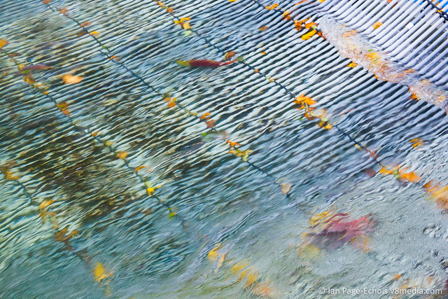 Rippling Water and Salmon Fence