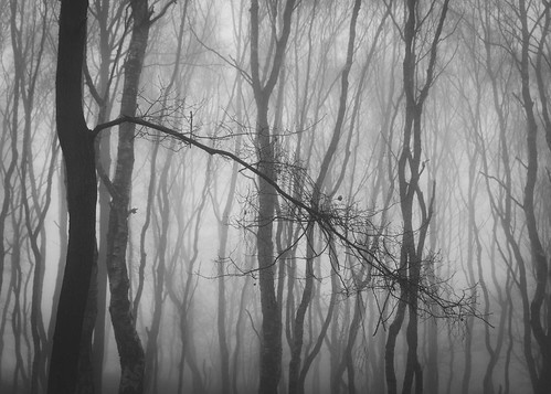 greatbritain chrisdale chrismdale cloud edwinstowe england fog forest haze landscape mist nottingham nottinghamshire notts photography sherwood sherwoodforest trees uk woods newarkandsherwooddistrict unitedkingdom