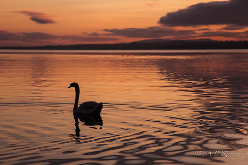 canon6d canon24105 loughneagh antrim coantrim water sunset nireland swan birds reflections ulster