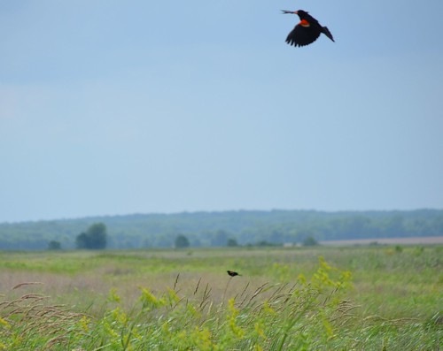 Redwing Blackbirds by paynehollow