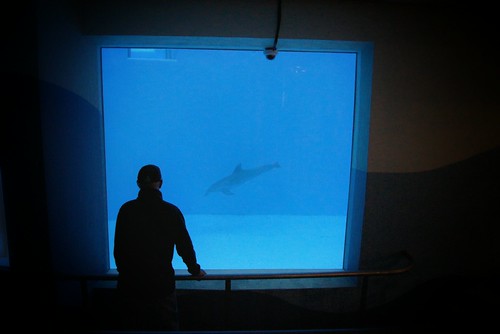 chicago aquarium illinois underwater tank dolphin sony alpha viewing bottlenose brookfieldzoo sevenseas a500 flickrandroidapp:filter=none