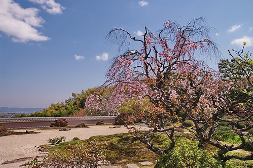【写真】2013 桜 : 正法寺/2021-04-17/IMGP0085