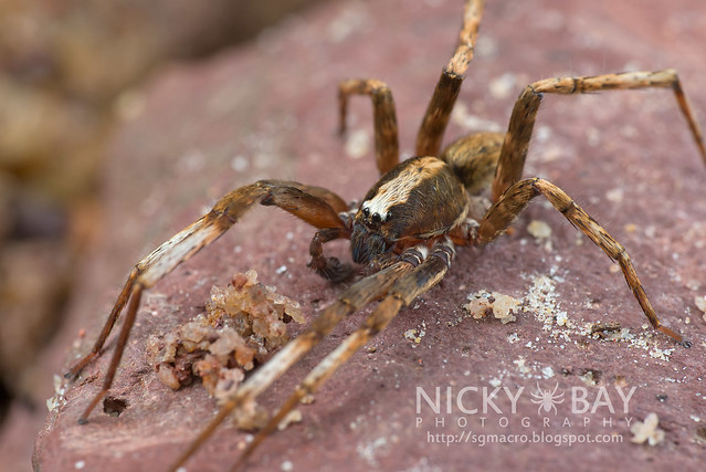 Wandering Spider (Ctenidae) - DSC_0177