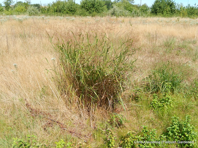 /Panicum virgatum/, Switchgrass, Hempstead Plains