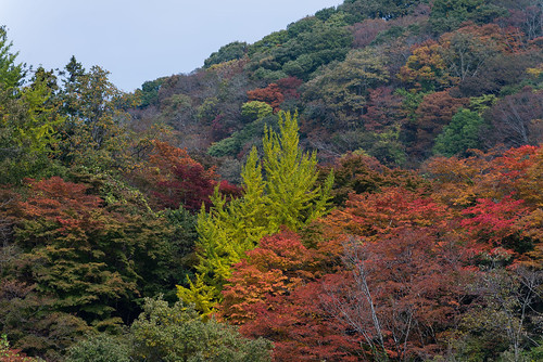 park bridge autumn sky fall japan forest landscape nikon zoom hiroshima 日本 紅葉 nikkor 秋 70300mm 山 空 vr afs 公園 水 橋 広島 d600 f4556 広島県 帝釈峡 afsvrzoomnikkor70300mmf4556gifed 庄原市