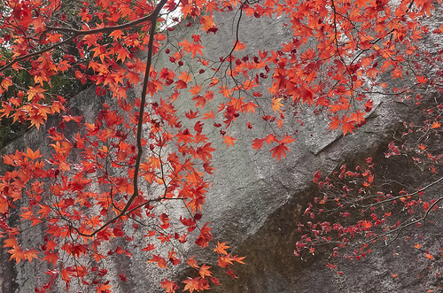 【写真】2013 紅葉 : 笠置山もみじ公園/2021-10-24/IMGP3632
