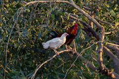 Rooster and Hen on a tree