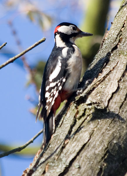 Photograph titled 'Great Spotted Woodpecker'