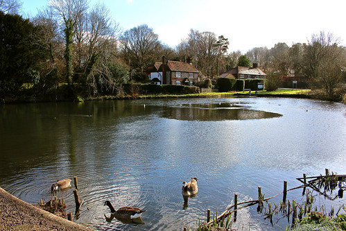 lake pond ducks haslemere camelsdale