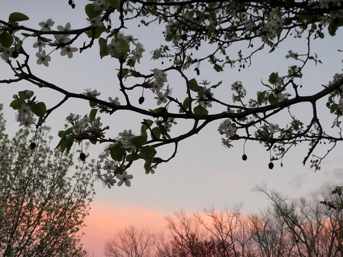 lumberton nc northcarolina robesoncounty nature outdoors outside evening dusk sunset tree trees sky colors peartree pearblossoms blossoms blossoming spring springtime flowers floral