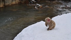 Japanese Macaque, Jigokudani Monkey Park, Joshinetsu Kogen National Park, Yamanouchi, Nagano Prefecture