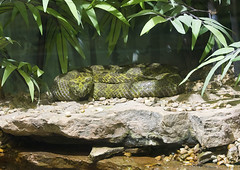 Memphis Zoo 08-31-2016 - Snake 1