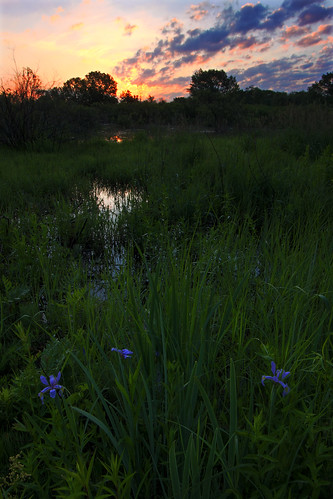 sunrise marsh chicagoillinois blueflagiris calumetregion cookcountyforestpreserves illinoisnaturepreserve burnhamillinois dpphdrtool