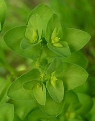 Euphorbia peplus, Family Euphorbiaceae