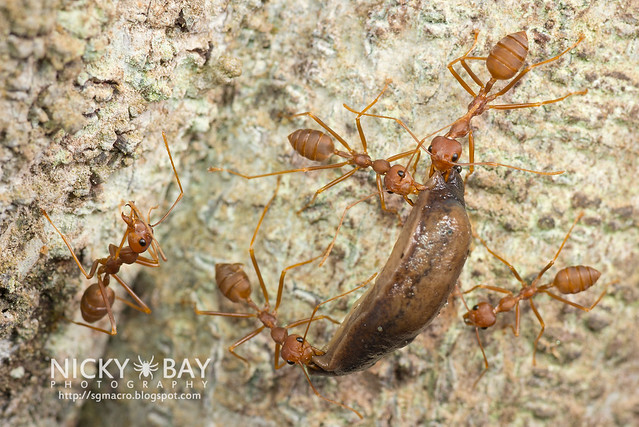 Ants transporting a slug - DSC_1890