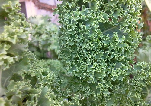 Brassica oleracea acephala - cow cabbage- grönkål
