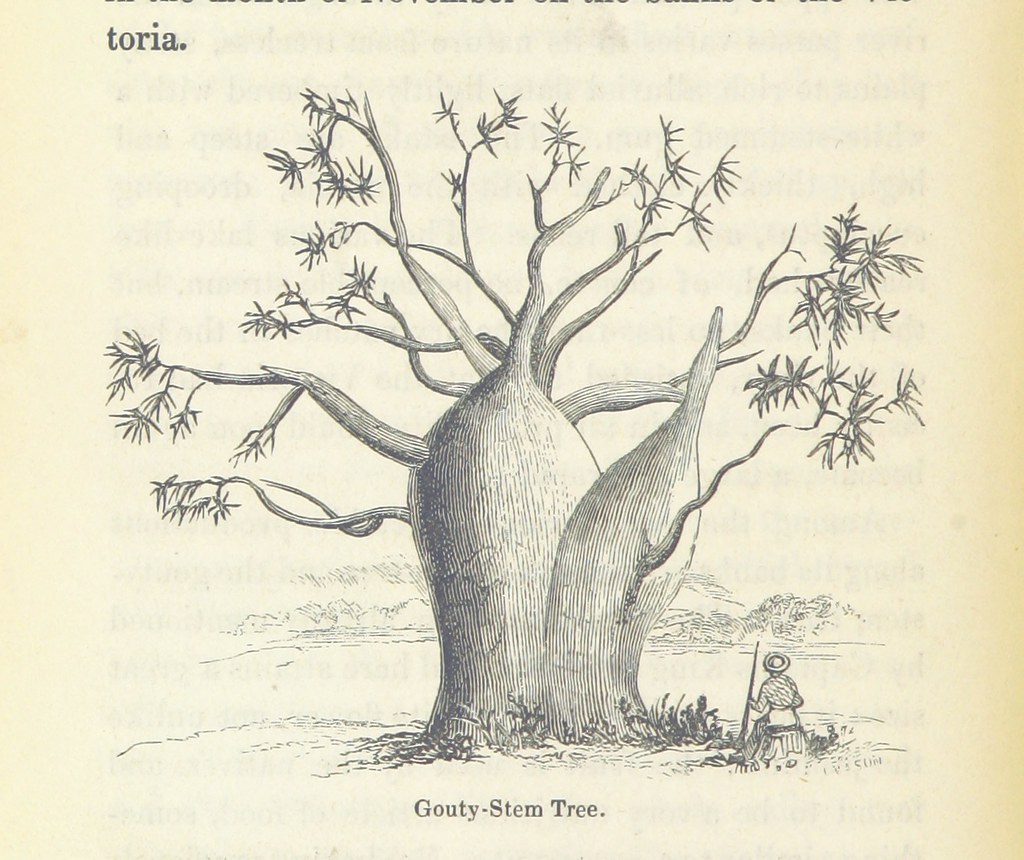 19th Century pencil illustration of an Australian Baobab tree, titled Gouty-Stem Tree