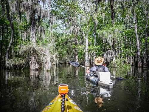 Sparkleberry Swamp-30