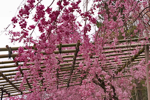 【写真】2013 桜 : 半木の道/2021-11-05/IMGP9481