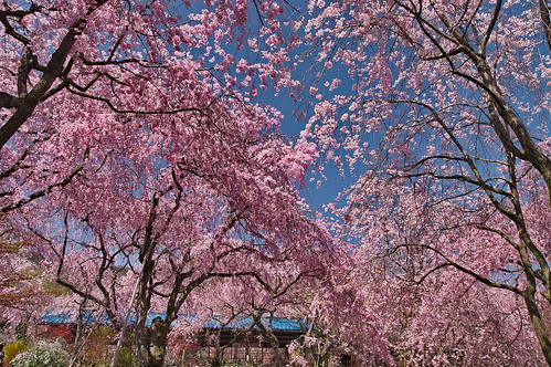 【写真】2013 桜 : 原谷苑（２）/2021-02-05/IMGP9977