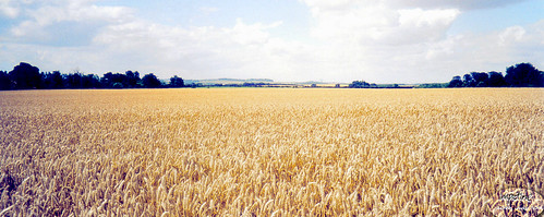 field wheat cereal crop agriculture cambridgeshire arable meldreth 520878610004227 px03~18