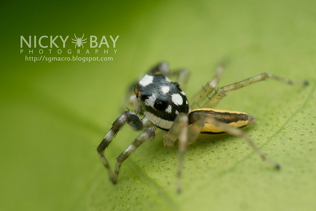 Jumping Spider (Salticidae) - DSC_9389
