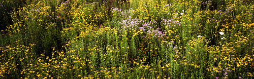 flower field kodak mark panoramic shen 100 wildflowers ozark hoa 6x17 ektar ptb karpinski