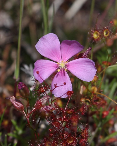 australia westernaustralia drosera bwa droseraceae pinkrainbow droseramenziesii endemictowesternaustralia beermullah bootinenaturereserve