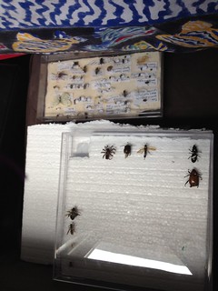 Starting our first Insect DIsplay Box for 2013