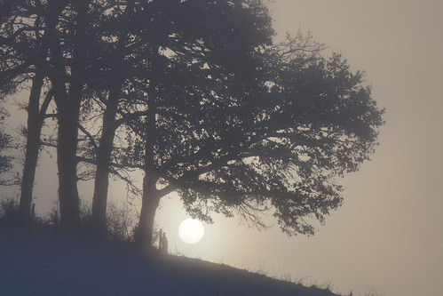 morning november sun mist tree nature silhouette fog landscape bayern bavaria branch nebel natur landschaft sonne morgen baum zweig 2013 pfaffenwinkel frauenrain antdorf bestcapturesaoi dorenawm nex7 renatedodell