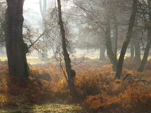 trees england mist fog hampshire bracken dennywood newforestnationalpark