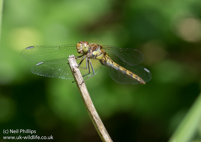common darter dragonfly