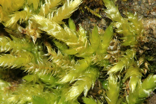 Rough-stalked Feather-moss 25857