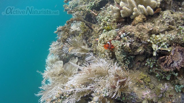 clown fish coral reef 0000 Raja Ampat, Papua, Indonesia